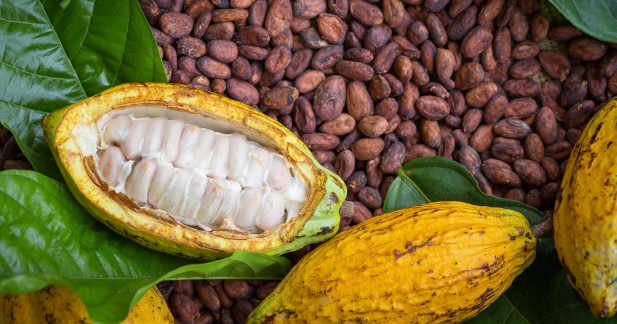 Cacao Pods And Beans