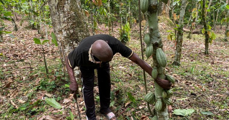 Irregular rains, prolonged dry seasons threaten Cameroon's cocoa economy
