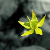 main thumb 375209303 200 nbiytpfjdbmuxfktttzxydxyehfdcjnr