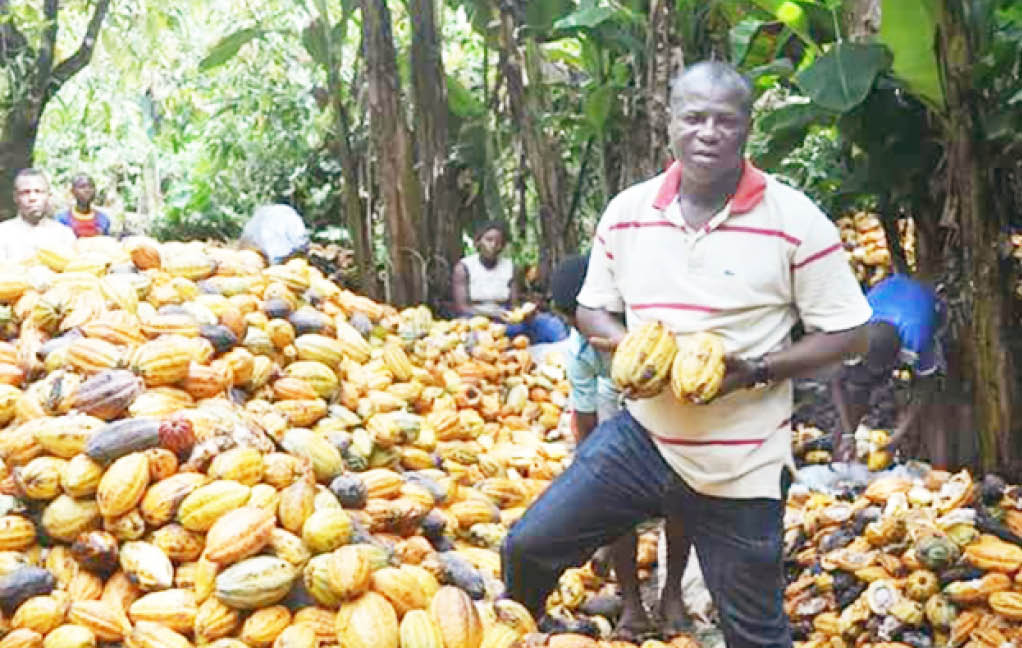 Nigeria’s cocoa output may drop over weather, rising input cost