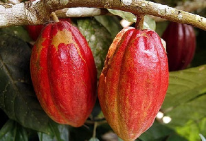 Why Ghana remains poor if non-European cocoa growers are rich in chocolate industries