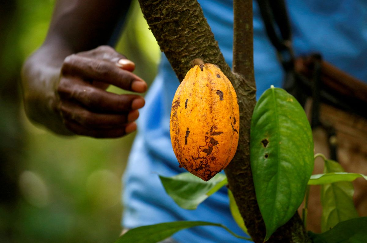 Dry spell persists in Ivory Coast, raising fears for cocoa crop