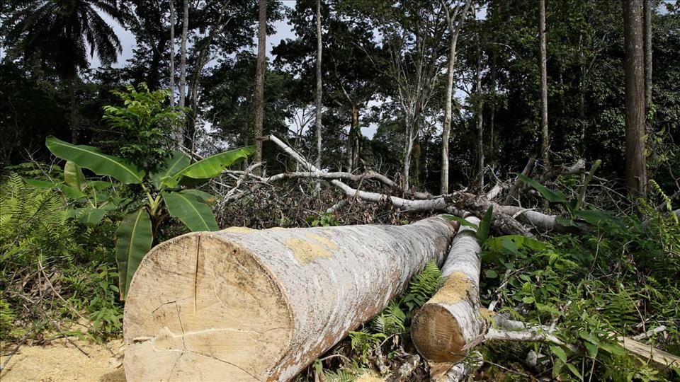 Switzerland - Deforestation flagged in West Africa despite chocolate industry's promises