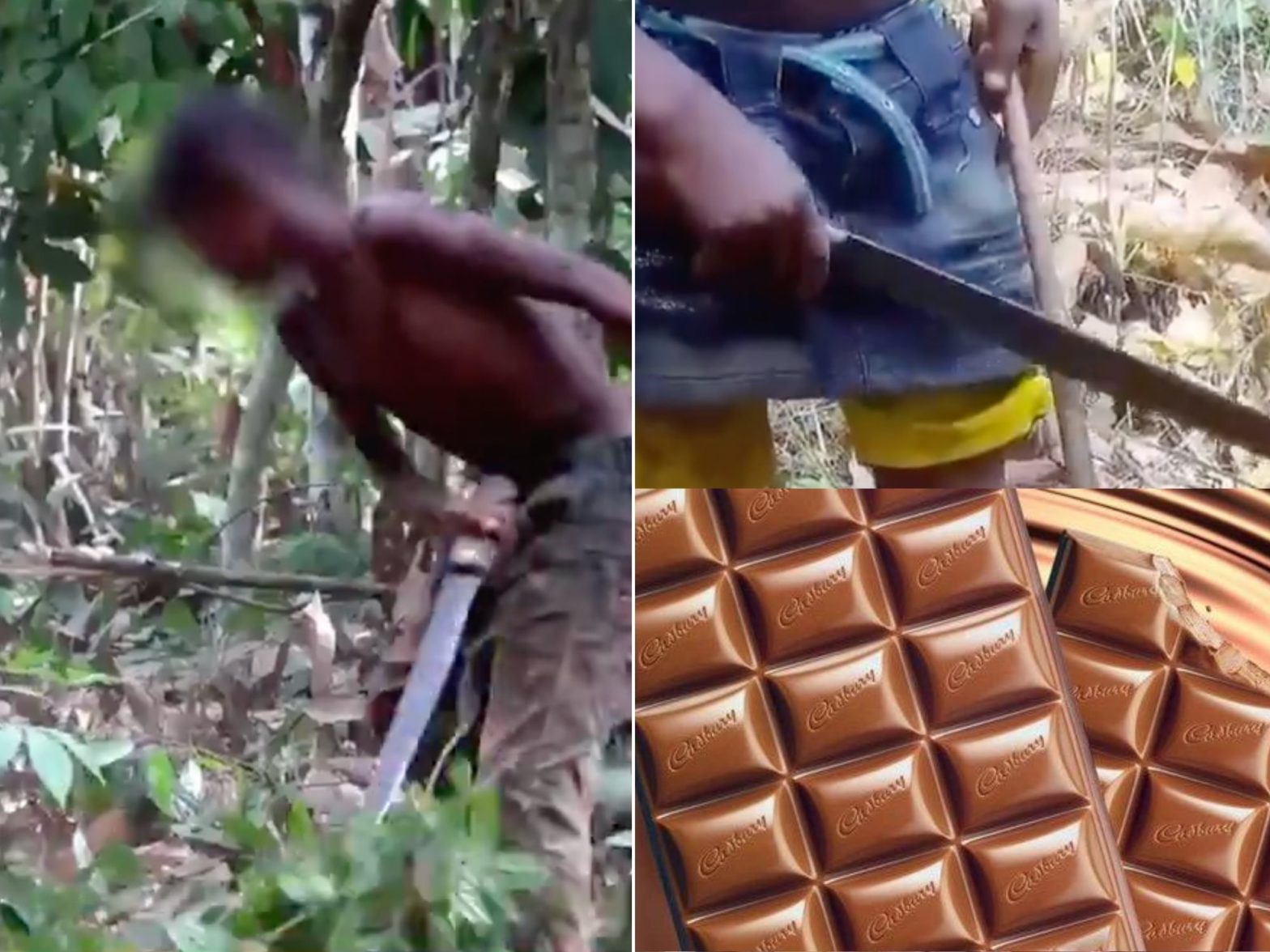 Cadbury company accused of using child labor on cocoa farms in Ghana
