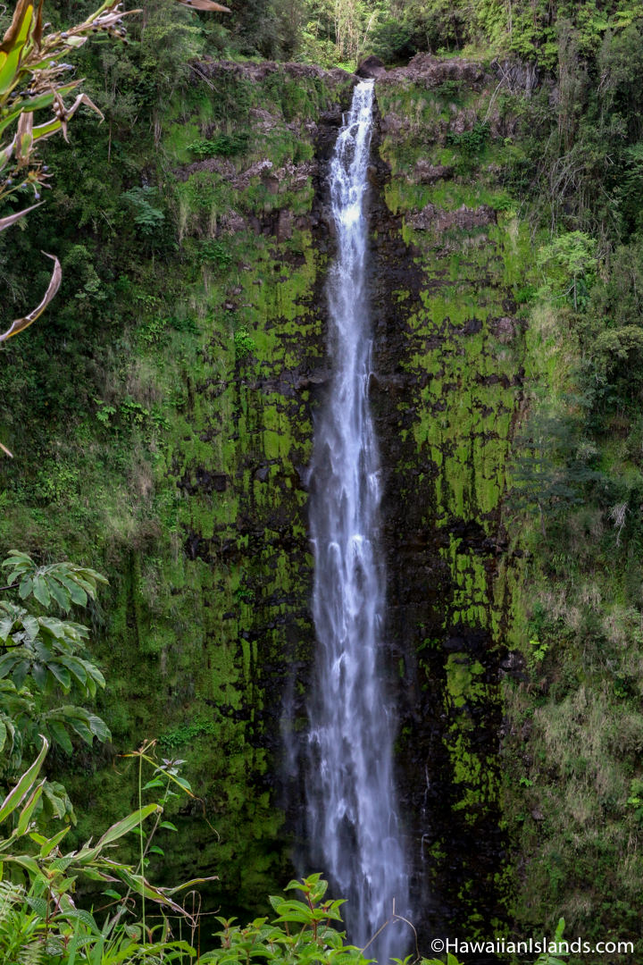 big island attraction akaka falls 19