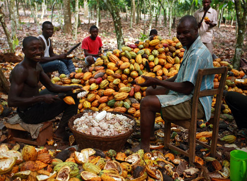 cocoa farmers