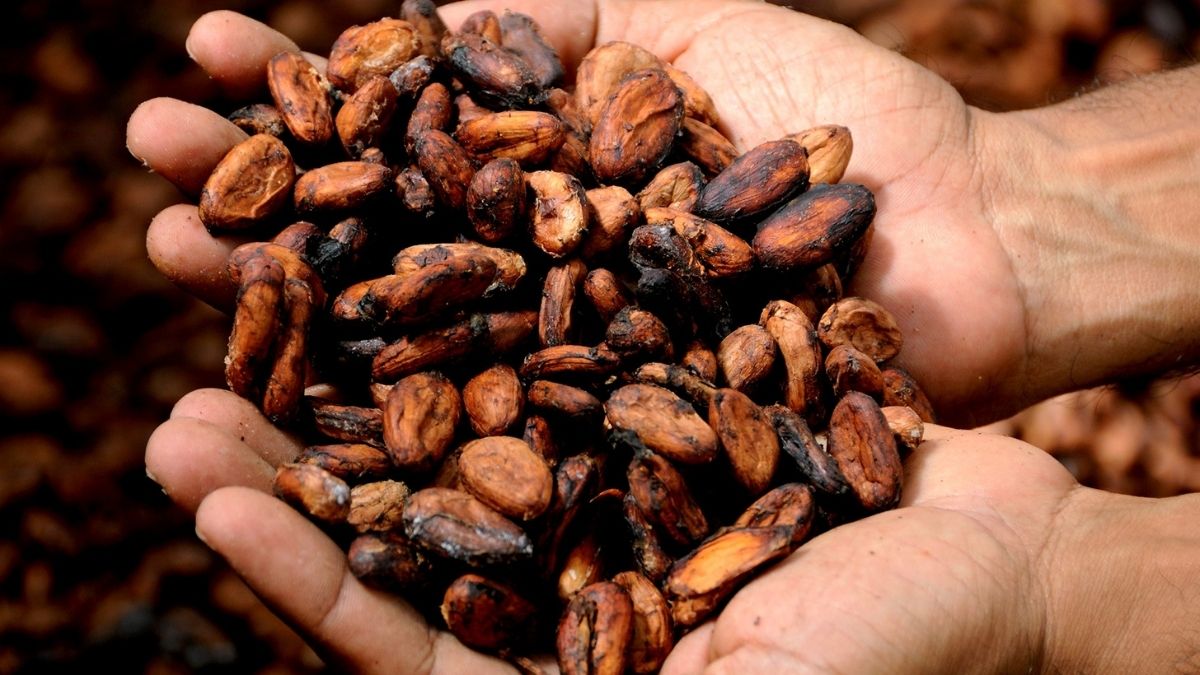 dia mundial del cacao