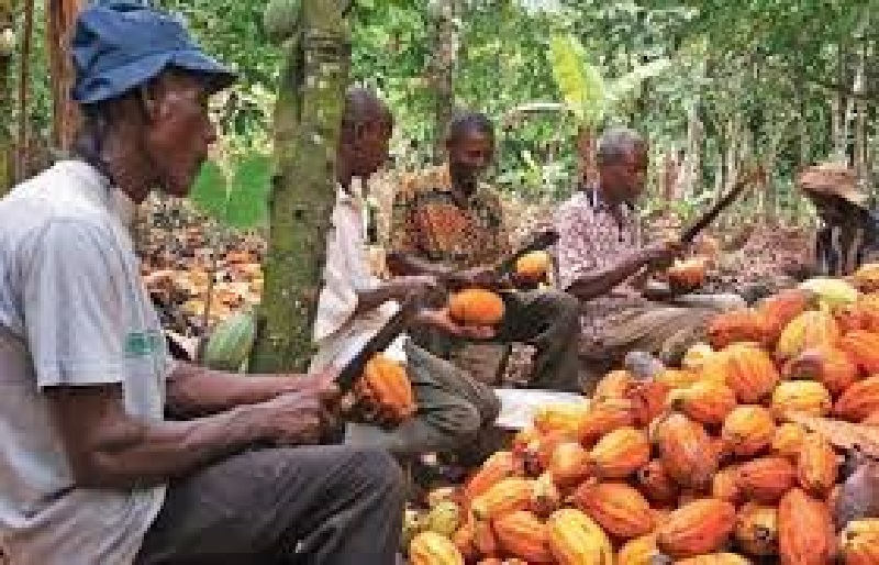 togo agriculture une bonne nouvelle pour les producteurs de cafe et cacao