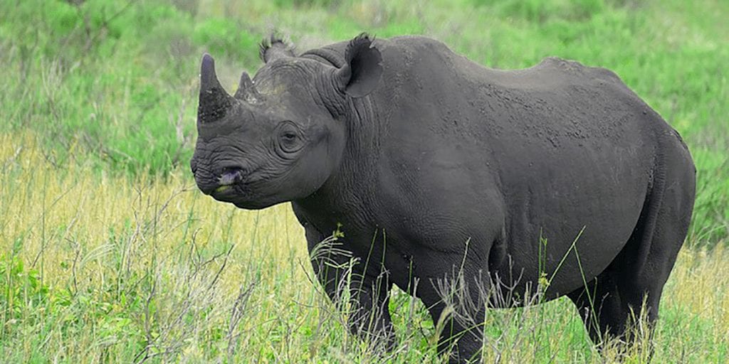 us hunter who paid 400000 to kill rare black rhino to import its skull skin and horns