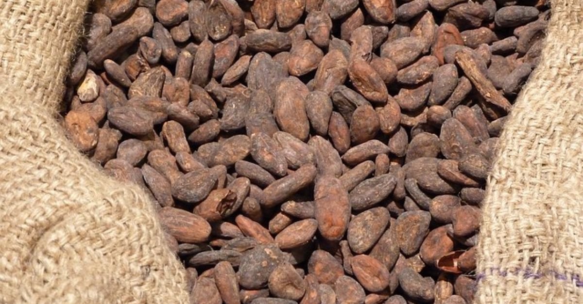 cocoa buyers back ivory coast ghana s cocoa premium schemes