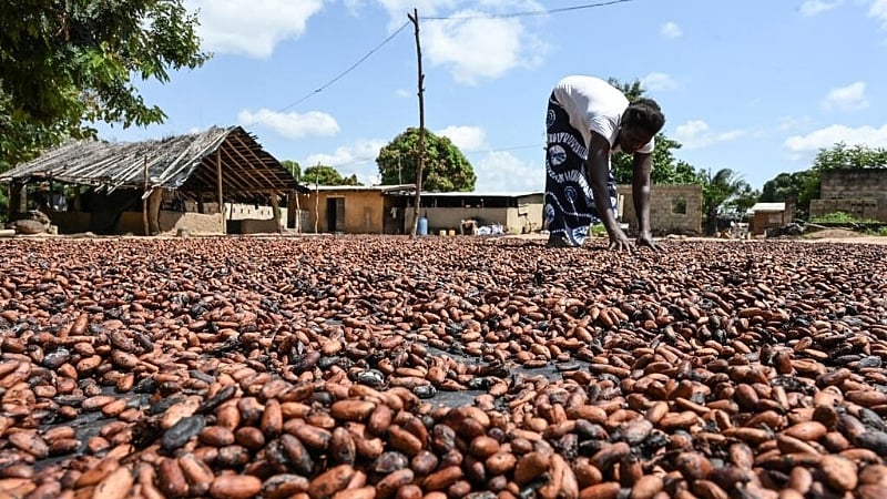 Study says unregulated cocoa production behind deforestation in Côte d'Ivoire