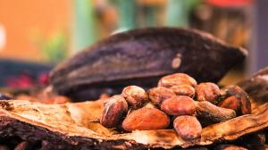 Cocoa Market is forecast to grow by USD 14.5 billion during 2023-2033