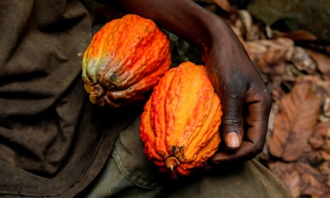 Cocoa planting is destroying protected forests in west Africa, study finds