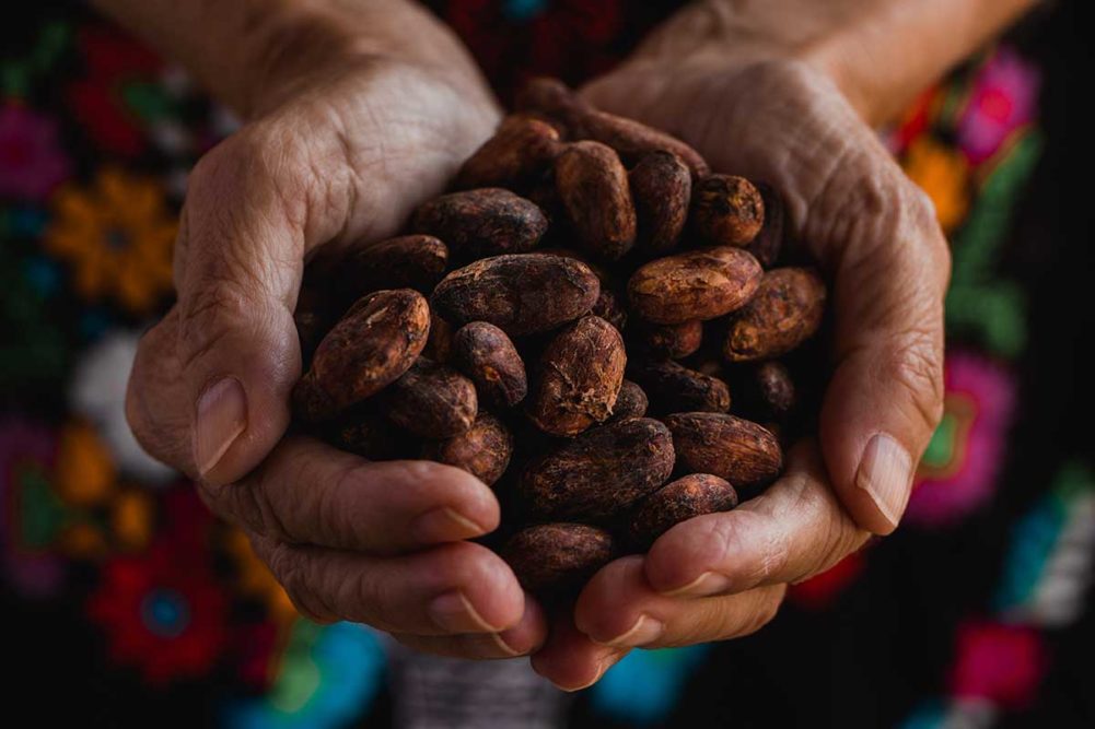 Extreme weather harming cocoa yields